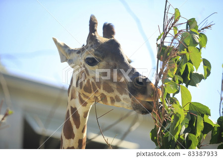 Omuta City Zoo Kirin, 83387933