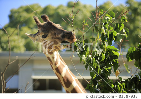 Omuta City Zoo Kirin, 83387935