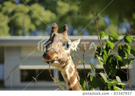 Omuta City Zoo Kirin, Omuta City Zoo Kirin, 83387937