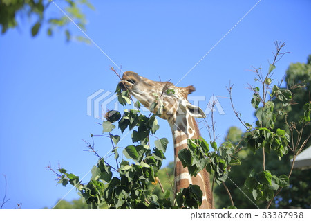 Omuta City Zoo Kirin, 83387938