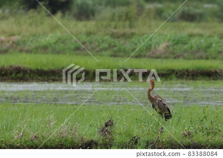 Creatures, wild birds, purple herons, and young birds. Unlike growth, it is unified with whole body brown system, and it seems that it will take several years to grow up 83388084