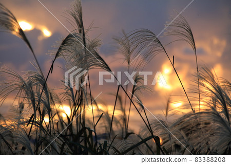 秋天黃昏的圖像（日本蒲葦和日落雲） 83388208