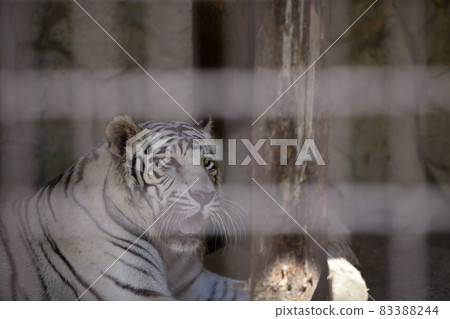 大牟田市動物園白虎， 83388244