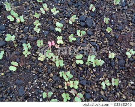 紅蘿蔔苗 83388246