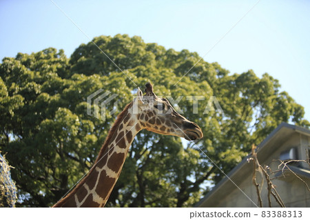 Omuta City Zoo Kirin, 83388313