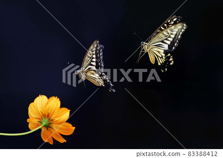 autumn autumn 83388412