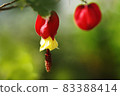 autumn 83388414