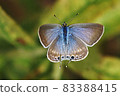 autumn 83388415