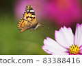 autumn 83388416