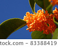 autumn 83388419