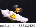 autumn 83388420