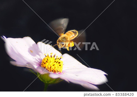 autumn 83388420