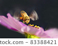 autumn 83388421