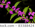 autumn 83388424