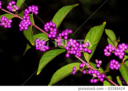 autumn 83388424