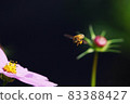 autumn 83388427