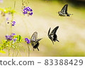 autumn 83388429