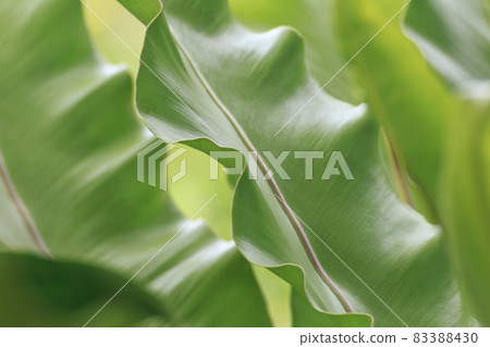 close-up photo of green leaves nature 83388430