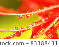 autumn 83388431