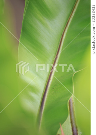 close-up photo of green leaves nature close-up photo of green leaves nature 83388432
