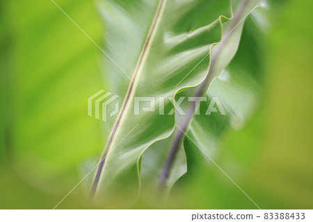 close-up photo of green leaves nature close-up photo of green leaves nature 83388433
