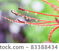 autumn 83388434