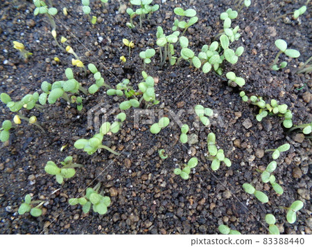 雛菊幼苗 83388440
