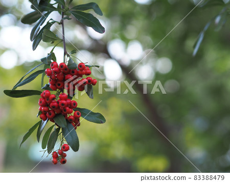 火棘掃描 83388479