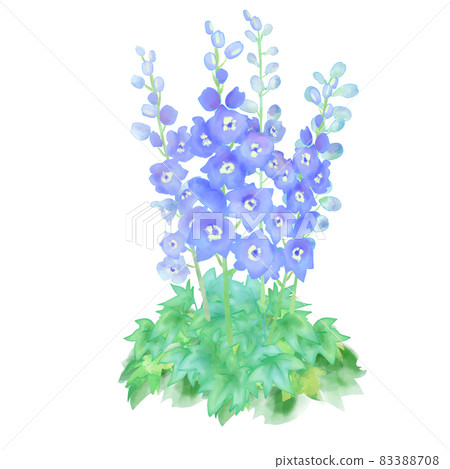 Hand drawn watercolor illustration of blue flower delphinium error tom Hand drawn watercolor illustration of blue flower delphinium error tom 83388708