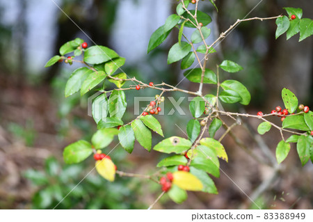 Juzune noki (japamala 根樹) 的果實 83388949