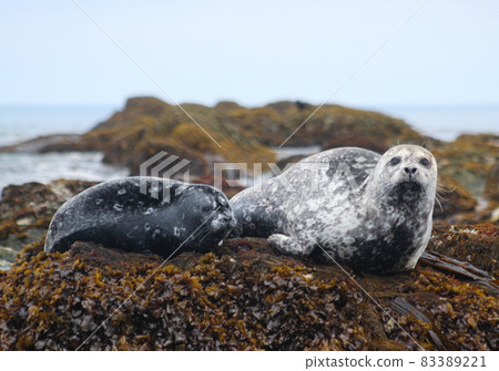 Zenigata密封件 83389221