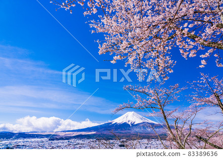 (Yamanashi Prefecture) Japanese beauty, cherry blossoms and snow, Arakurayama Sengen Park cherry blossoms and Mt. Fuji 83389636