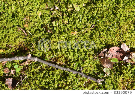 Moss (Chichibu Muse Park / Chichibu City, Saitama Prefecture) 83390079