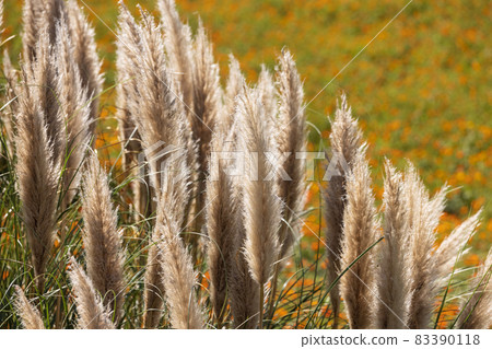 Pampas grass shining in the sunlight 83390118