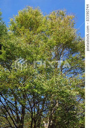Yellow leaves of wigs that shine in the blue sky in autumn, Tadami Town, Fukushima Prefecture Yellow leaves of wigs that shine in the blue sky in autumn, Tadami Town, Fukushima Prefecture 83390744