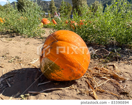 A pile of pumpkins at the pumpkin patch. Field of orange pumpkins during the harvest season. A pile of pumpkins at the pumpkin patch. Field of orange pumpkins during the harvest season. 83390894