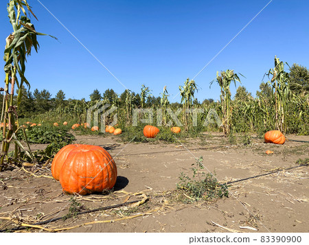 A pile of pumpkins at the pumpkin patch. Field of orange pumpkins during the harvest season. A pile of pumpkins at the pumpkin patch. Field of orange pumpkins during the harvest season. 83390900
