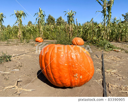 A pile of pumpkins at the pumpkin patch. Field of orange pumpkins during the harvest season. A pile of pumpkins at the pumpkin patch. Field of orange pumpkins during the harvest season. 83390905