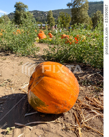 A pile of pumpkins at the pumpkin patch. Field of orange pumpkins during the harvest season. A pile of pumpkins at the pumpkin patch. Field of orange pumpkins during the harvest season. 83390907