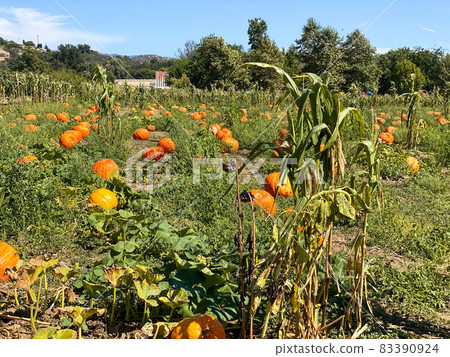 A pile of pumpkins at the pumpkin patch. Field of orange pumpkins during the harvest season. A pile of pumpkins at the pumpkin patch. Field of orange pumpkins during the harvest season. 83390924