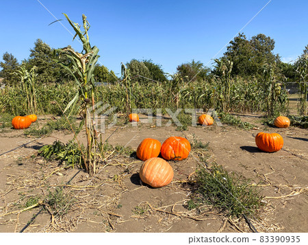 A pile of pumpkins at the pumpkin patch. Field of orange pumpkins during the harvest season. A pile of pumpkins at the pumpkin patch. Field of orange pumpkins during the harvest season. 83390935