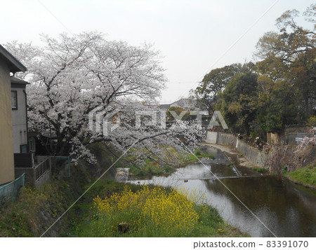 Minoo River and Sakura 83391070