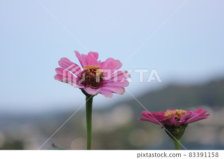 Sky and flowers Sky and flowers 83391158