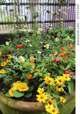Autumn / winter garden flower group planting Autumn / winter garden flower group planting 83391385