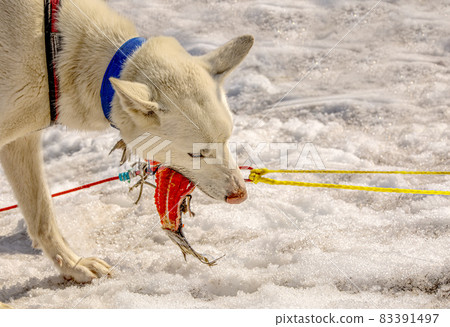 Huskies in a team has a rest and eats fish. Kamchatka peninsula Huskies in a team has a rest and eats fish. Kamchatka peninsula 83391497