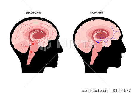 Serotonin and dopamine pathway Serotonin and dopamine pathway 83391677