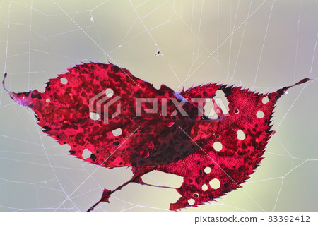 蛛絲上掛著駒根高原秋葉的蟲食藝術 83392412