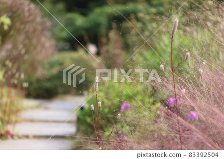 秋天的花朵 83392504