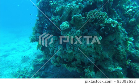 corals of the red sea. underwater world of egypt in clear water 83392658