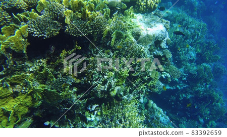 Coral reef. Red sea. View of the reef from above Coral reef. Red sea. View of the reef from above 83392659